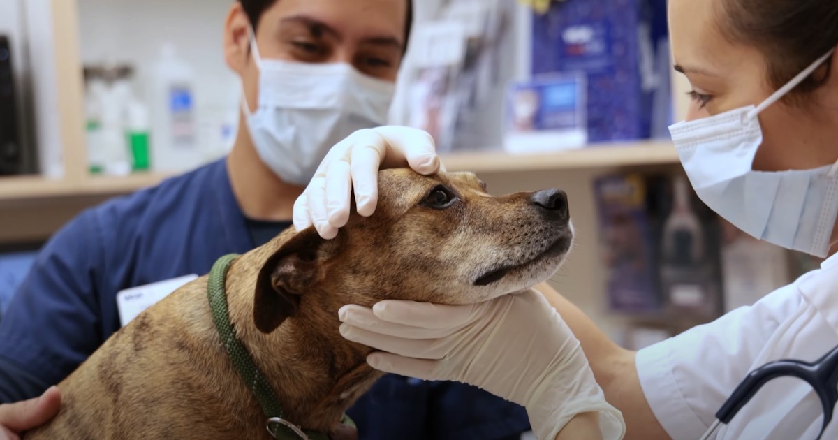 A dog receives a thorough examination from a veterinarian