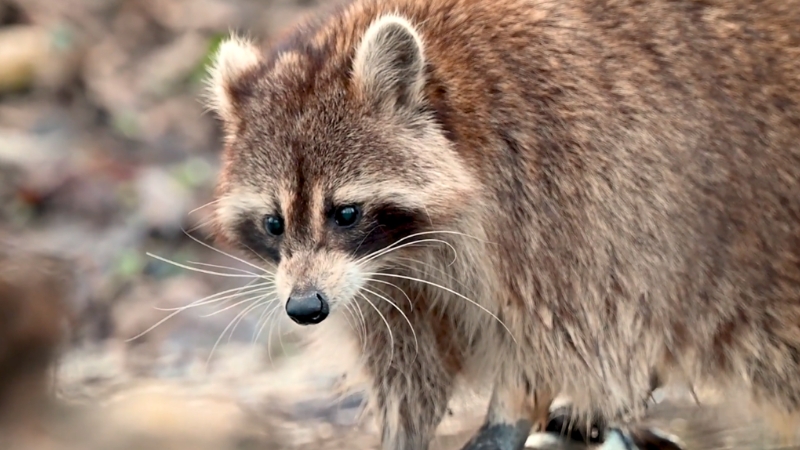 A close-up of a raccoon standing on the ground