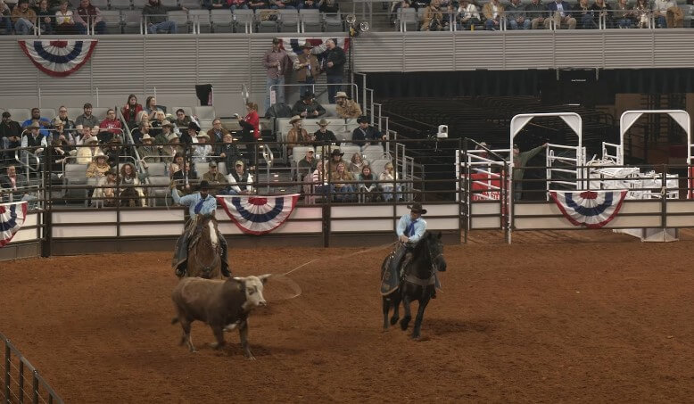 Two cowboys are skillfully lassoing cattle in a rodeo arena