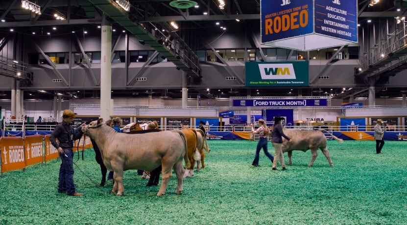 A group of people stands around a cow in an arena