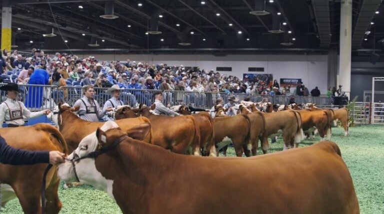 A man confidently leads a group of cattle during a livestock show