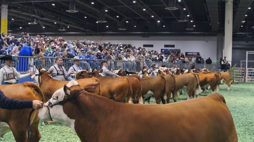 A man confidently leads a group of cattle during a livestock show