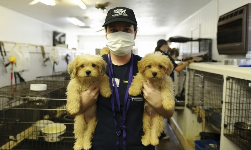 Shelter worker in mask holds two fluffy, light-brown puppies in front of rows of kennels